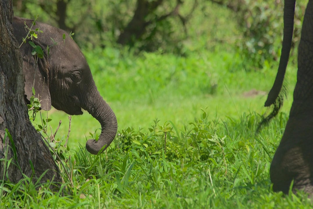 Tarangire National Park